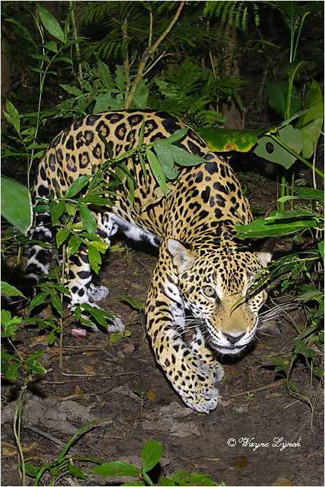 Jaguar 110 by Dr. Wayne Lynch &copy;